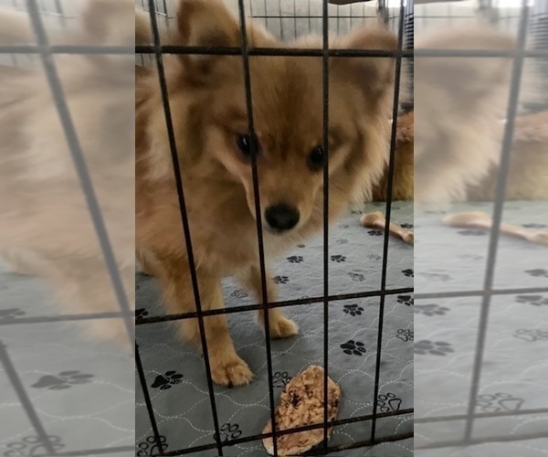 Medium Photo #6 Chiranian Puppy For Sale in ATLANTA, GA, USA