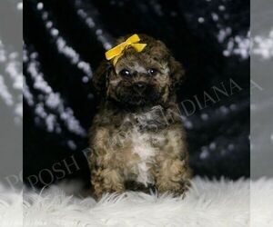 Poodle (Miniature) Puppy for sale in WARSAW, IN, USA