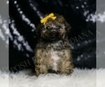 Image preview for Ad Listing. Nickname: Curly