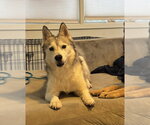 Small #7 Siberian Husky Mix