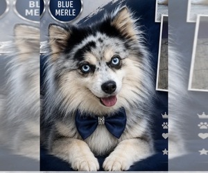 Father of the Pomsky puppies born on 09/06/2026