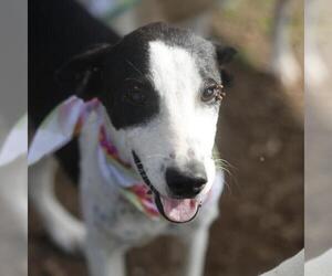 Pointer-Unknown Mix Dogs for adoption in San Antonio, TX, USA