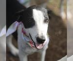 Small Pointer Mix