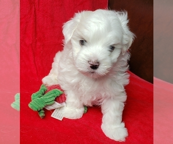 Medium Photo #1 Maltese Puppy For Sale in PISCATAWAY, NJ, USA