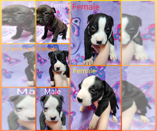 Medium Photo #1 American Bully Puppy For Sale in DREXEL, MO, USA