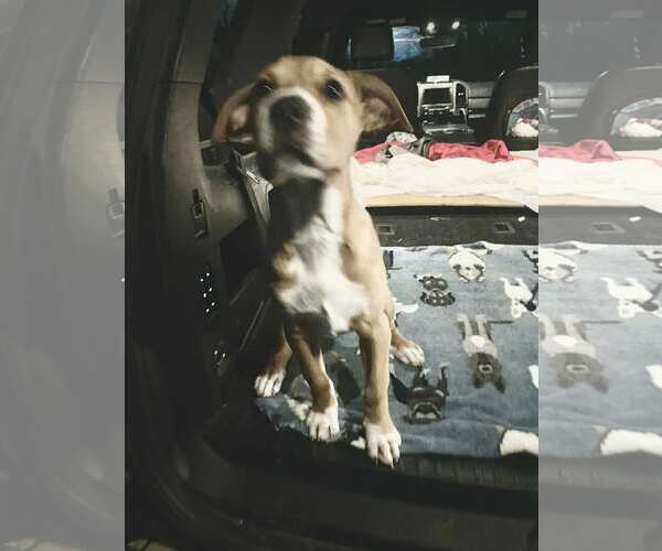 Medium Photo #3 Mastiff-Unknown Mix Puppy For Sale in Minneapolis, MN, USA