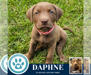 American Pit Bull Terrier-Labrador Retriever Mix Dogs for adoption in Kimberton, PA, USA