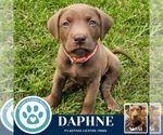 Small American Pit Bull Terrier-Labrador Retriever Mix