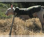Small Photo #6 Bull Terrier Puppy For Sale in Rockdale, TX, USA