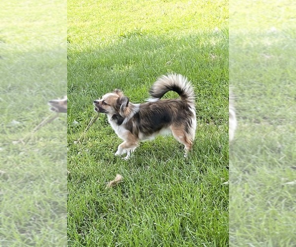 Medium Photo #1 Chihuahua Puppy For Sale in TWINING, MI, USA