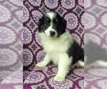 Small Photo #2 Australian Shepherd Puppy For Sale in LANCASTER, PA, USA