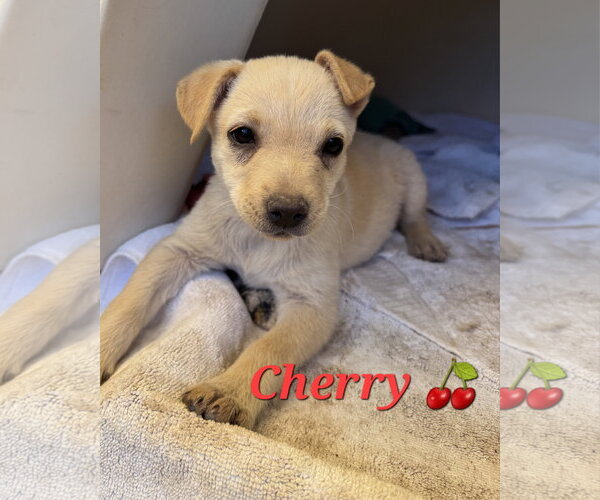 Medium Photo #5 Brittany-Dachshund Mix Puppy For Sale in Williamsburg, NM, USA