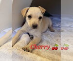 Small #4 Brittany-Dachshund Mix