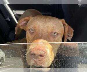 Labrador Retriever Dogs for adoption in San Antonio, TX, USA