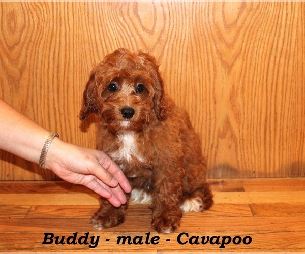 Medium Photo #5 Cavapoo Puppy For Sale in CLARKRANGE, TN, USA