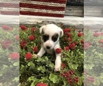 Small #2 Jack Russell Terrier