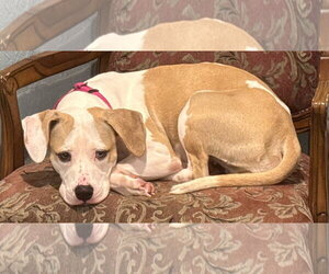 Annie - Female Beabull Dog for Adoption - Photo #4