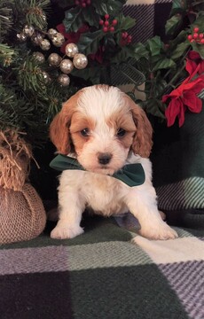Medium Photo #7 Cavapoo Puppy For Sale in LANCASTER, PA, USA