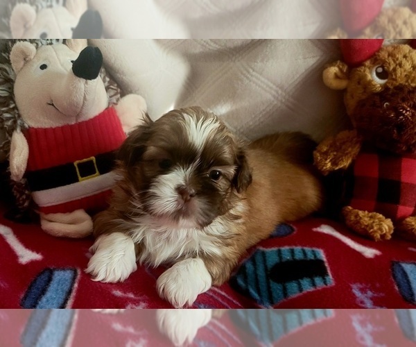 Medium Photo #1 Shih Tzu Puppy For Sale in EASLEY, SC, USA