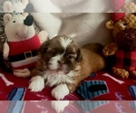 Small Photo #1 Shih Tzu Puppy For Sale in EASLEY, SC, USA
