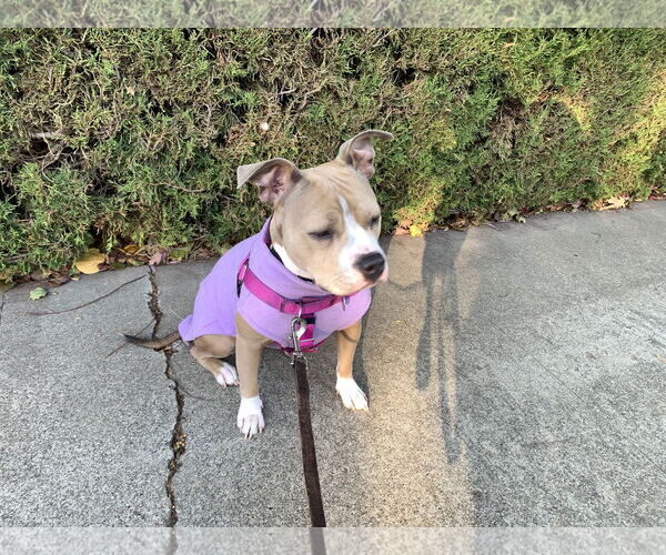 Medium Photo #3 American Bulldog-Unknown Mix Puppy For Sale in Woodland, CA, USA