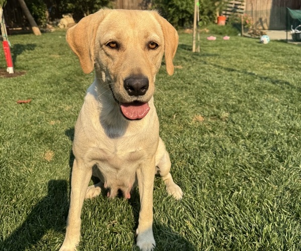 Medium Photo #1 Labrador Retriever Puppy For Sale in BEAUMONT, CA, USA