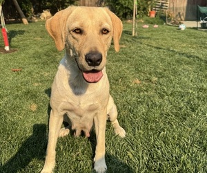 Mother of the Labrador Retriever puppies born on 04/14/2026