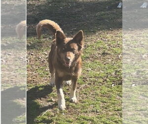 Australian Shepherd Dogs for adoption in Harrison, AR, USA