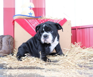 Bulldog Puppy for sale in SHILOH, OH, USA
