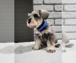 Puppy Willy Schnauzer (Miniature)
