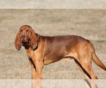 Small #5 Bloodhound