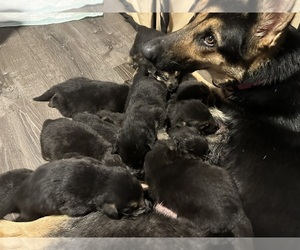 German Shepherd Dog Litter for sale in SPOKANE VALLEY, WA, USA