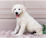 Small #5 English Cream Golden Retriever