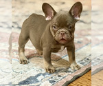 Puppy Puppy 3 French Bulldog