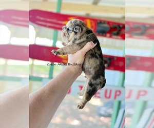 English Bulldog Puppy for sale in OOLOGAH, OK, USA