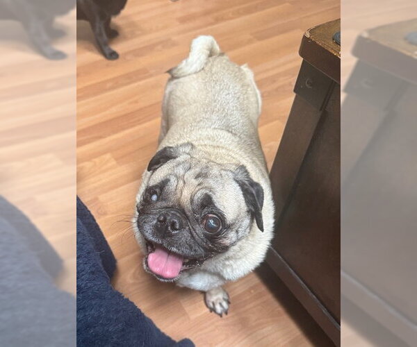 Medium Photo #1 Pug Puppy For Sale in Indianapolis, IN, USA