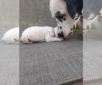 Small Photo #16 Dalmatian Puppy For Sale in ROGERS, MN, USA