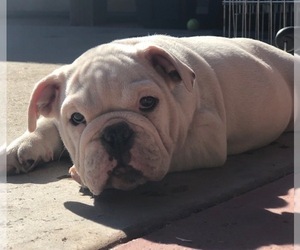English Bulldog Puppy for sale in WESTLAKE VILLAGE, CA, USA