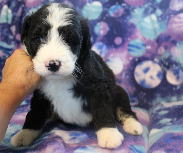 Medium Photo #7 Bernedoodle Puppy For Sale in JOICE, IA, USA