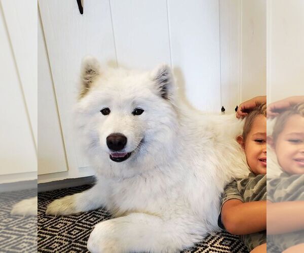 Medium Photo #1 Samoyed Puppy For Sale in LEOLA, PA, USA