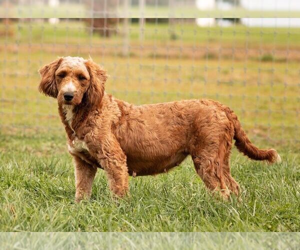 Medium Photo #1 Goldendoodle (Miniature) Puppy For Sale in LITITZ, PA, USA