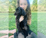 Small Photo #19 Goldendoodle Puppy For Sale in FORT MILL, SC, USA