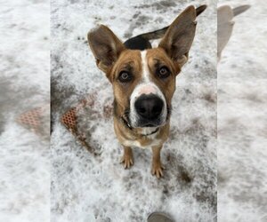 Shepradors Dogs for adoption in Bemidji, MN, USA