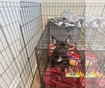 Small Photo #10 French Bulldog Puppy For Sale in ETIWANDA, CA, USA