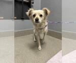 Small Chihuahua Mix