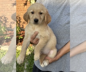 Golden Retriever Puppy for sale in SUGAR LAND, TX, USA