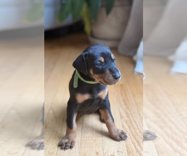 Medium Photo #7 Doberman Pinscher Puppy For Sale in HUNTSVILLE, AL, USA