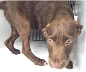 Poodle (Standard) Dogs for adoption in Houston, TX, USA