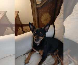 Chihuahua-Unknown Mix Dogs for adoption in Shillington, PA, USA