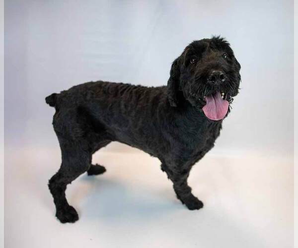 Medium Photo #6 Poodle (Standard)-Retriever  Mix Puppy For Sale in Kennesaw, GA, USA
